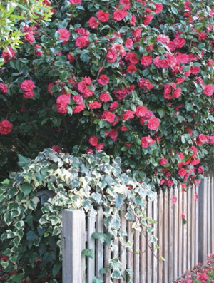 Camellias in the Garden Completehome